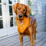 Texas Longhorns Bandana - Forty Acres : Burnt Orange