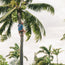 A person in a resin-washed, blue cotton t-shirt and cap climbs a tall palm tree, reaching for coconuts. Several other palm trees and plants are visible in the background under a cloudy sky.