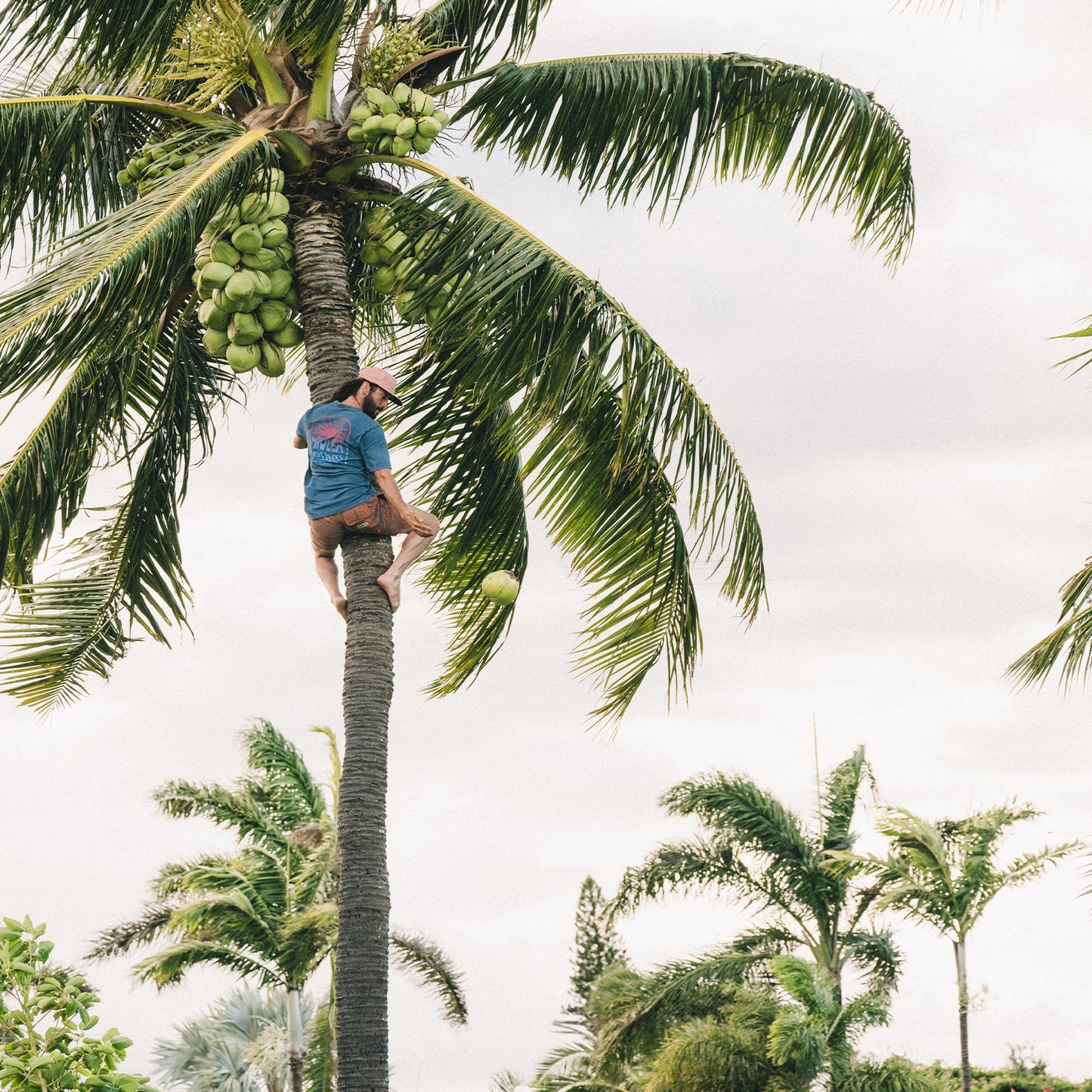 A person in a resin-washed, blue cotton t-shirt and cap climbs a tall palm tree, reaching for coconuts. Several other palm trees and plants are visible in the background under a cloudy sky.